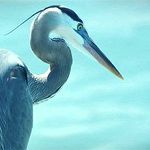 Meaning of Heron