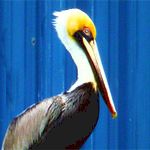 symbolic pelican meaning