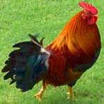 symbolism of rooster