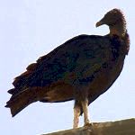 vulture symbolism